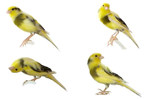 Finches Mating Finch Breeding Finches And Canaries Guide Omlet UK