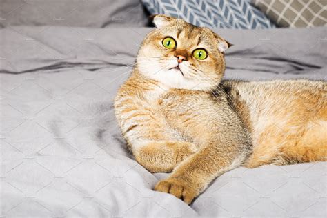 Red ginger scottish fold young cat | Animal Stock Photos ~ Creative Market