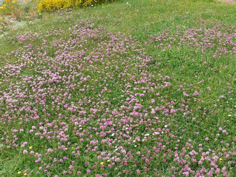 Clover Ground Cover Instead Of Grass - ground cover is best