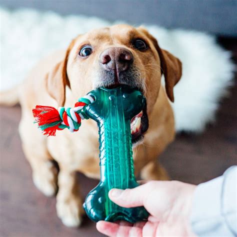 8 Stuffable Dog Toys For Extended Play Furtropolis