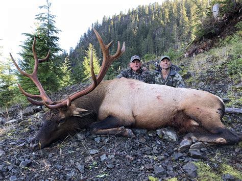 Vancouver Island Roosevelt Elk Vancouver Island Coastal Bear Adventures