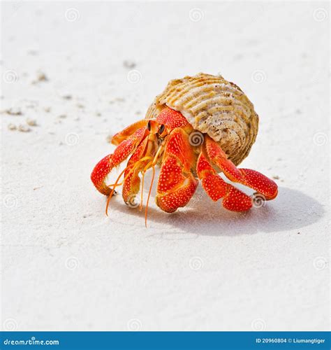 Hermit Crab Stock Images Image 20960804