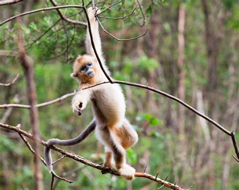 Golden Snub-Nosed Monkey (Rhinopithecus roxellana) | about animals