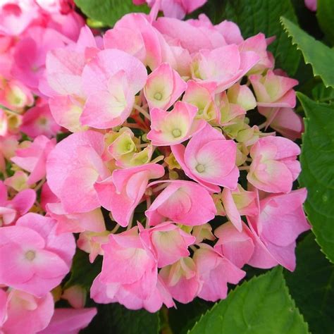 Hydrangea Macrophylla Rosita Caragh Nurseries