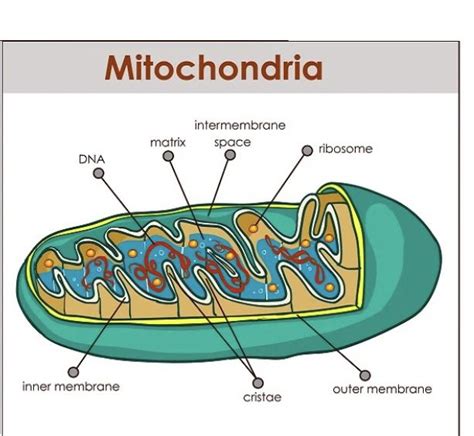 Ap Board Th Class Biology Important Questions Chapter Cell Its