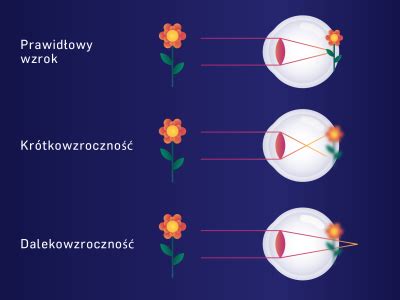 Jak działa twój wzrok eye sight org