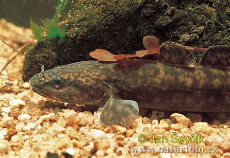 Lota lota Pictures, Burbot Images, Nature Wildlife Photos | NaturePhoto