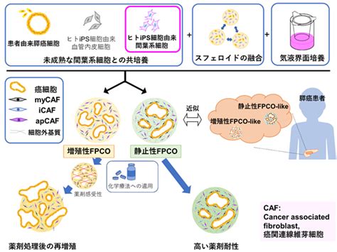 ヒトips細胞を駆使した革新的な膵癌オルガノイドの創出 複雑で不均一な生体内癌微小環境の再現 ｜東京大学医科学研究所