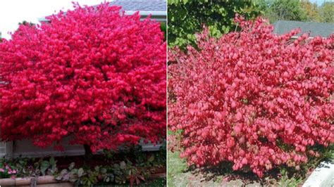 Dwarf Burning Bush Plant 4 Pot Hardy Shrub Euonymus Etsy