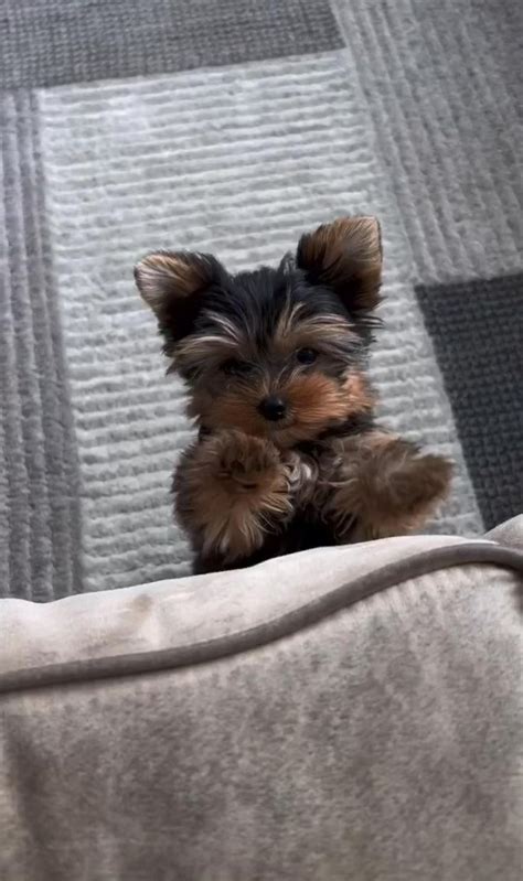 Teacup Yorkie Puppies for sale | Teacup yorkie puppy, Morkie puppies ...