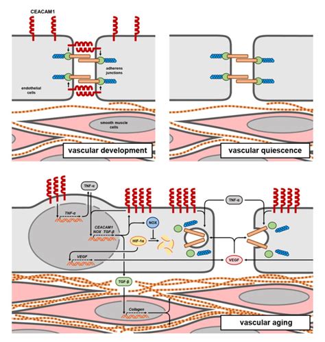 Vascular Function Of CEACAM1 During Lifetime Early In Life Moderate