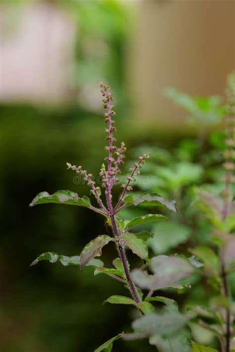 Hermosa Imagen De La Planta De Tulsi Y Flores Con El Fondo Borroso