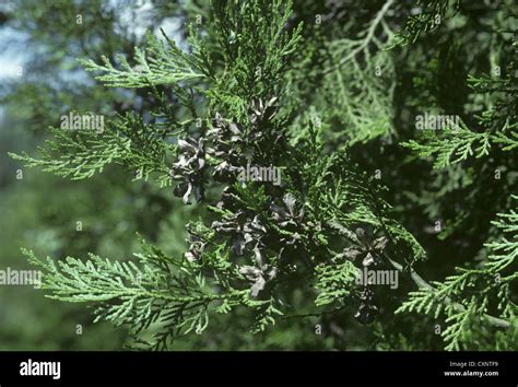 Northern White Cedar Thuja Occidentalis Stock Photo Alamy