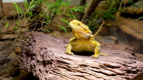 How To Setup A Bearded Dragon Habitat Step By Step