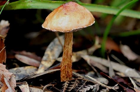 Flecked Bolete From Central Coast Nsw Australia On April At