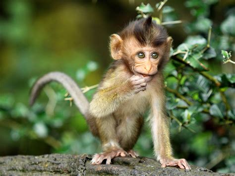 Monkey Forest In Ubud Entdeckt Den Affenpark