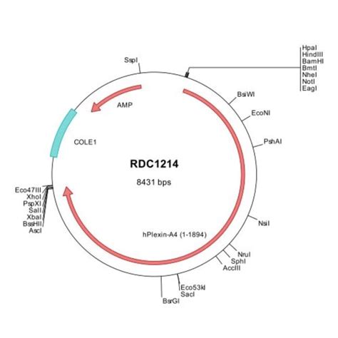 R D Systems Human Plexin A Np Versaclone Cdna Ug Fisher