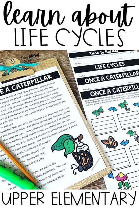 Life Cycle Of Butterfly Chicks Spring Reading Comprehension Passages