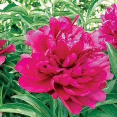 Peony Paeonia Adolphe Rousseau SCGardenCenterStore