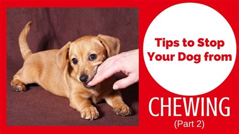 Tips To Stop Your Dog From Chewing Things Part 2 Pawsitive Solutions