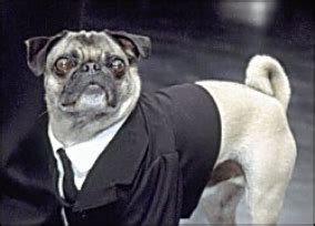 Frank the Pug | Men in Black Wiki | Fandom