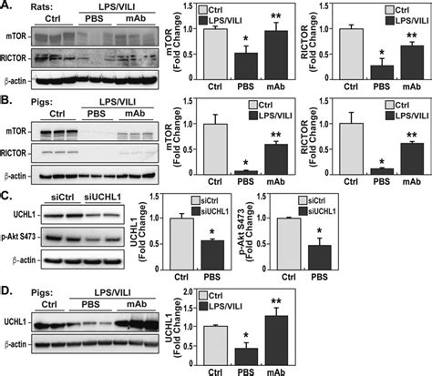 ENAMPT Neutralizing Strategies Preserves MTORC2 And UCHL1 Protein