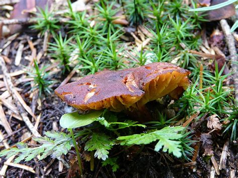 Phylloporus Pelletieri