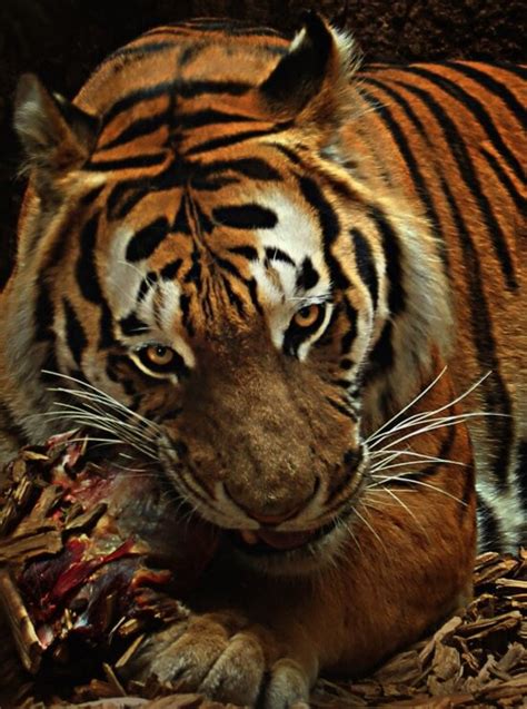 Free Picture Animal Big Cat Tiger Wild Cage