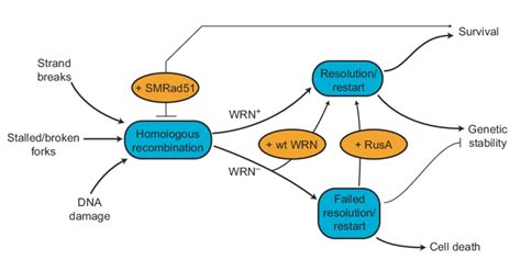 Model Of Wrn Function In Hr Dna Damage Replication Or Repair Can