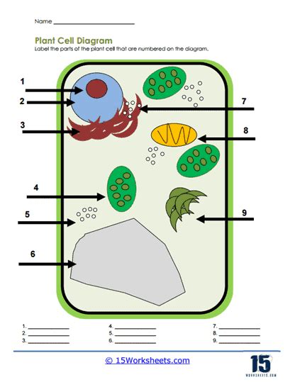 Label The Plant Cell Worksheets Sb11867 Sparklebox Worksheets Library