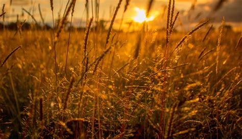 Brown Grass At Sunset Hd Wallpaper Wallpaper Flare