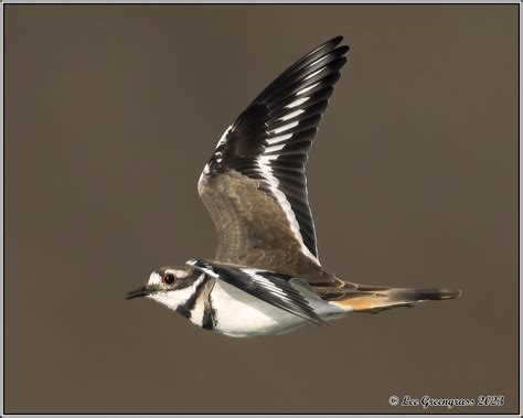 Killdeer Coyote Hills Regional Park Fremont CA Lee Greengrass