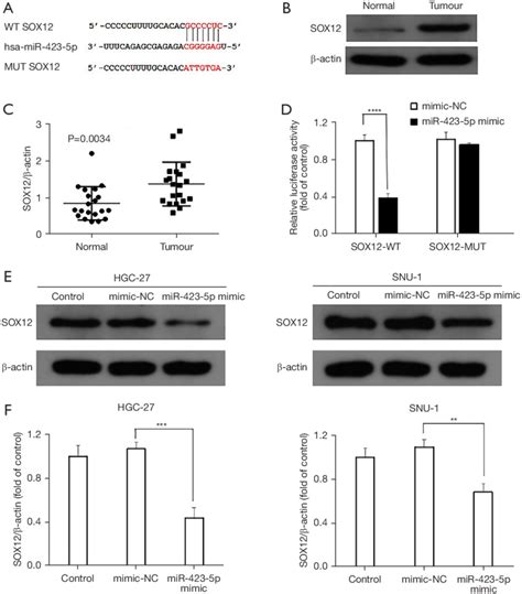 Mir P Negatively Modulated Sox Expression In The Hgc And