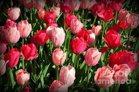 Tulips In Shades Of Pink And Red Greeting Card By Dora Sofia Caputo