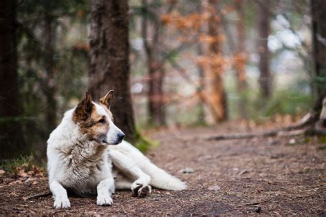 Wild Lonely White Dog In Forest At C Stock Photo Containing Adorable