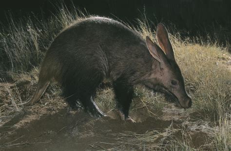 Fast Facts About Aardvarks