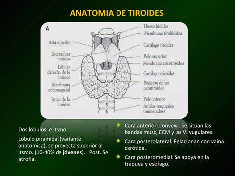 Ultrasonido De Tiroides Ppt