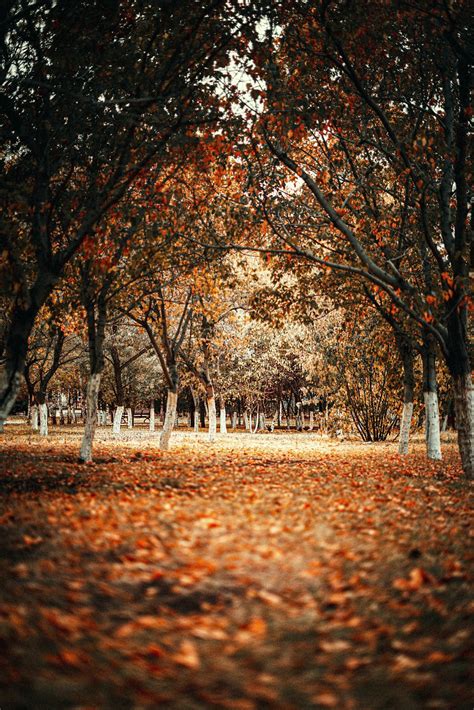 Top 999 Photography Background Images Hd Amazing Collection