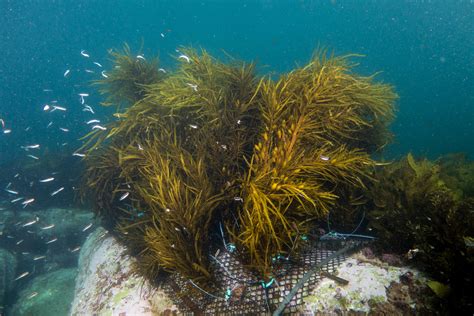 Sydney Kelp Forest Seatrees