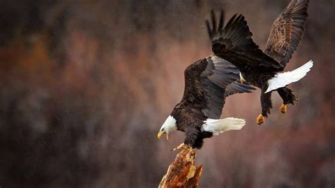 Two Bald Eagles Animals Birds Eagle Bald Eagle Hd Wallpaper