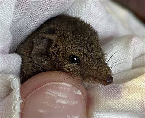 Brown Antechinus from Richmond Hill NSW 2480, Australia on September 30 ...