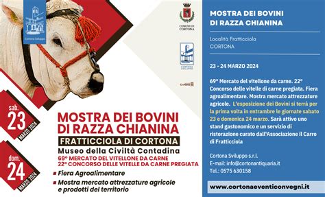 Mostra Dei Bovini Di Razza Chianina Cortona Eventi E Convegni