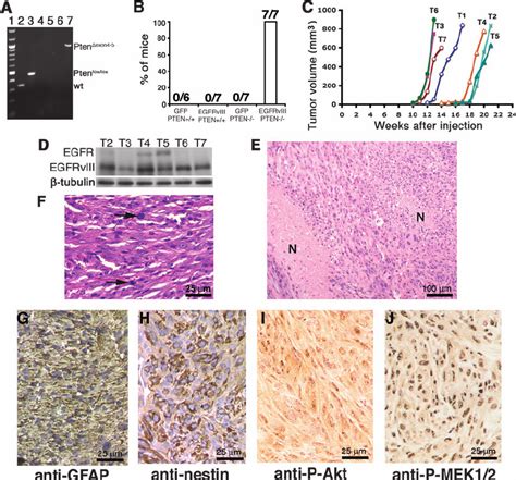 Expression Of Egfrviii Activated Epidermal Growth Factor Receptor And