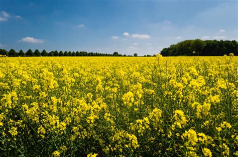 Free Images Landscape Field Farm Meadow Prairie Countryside