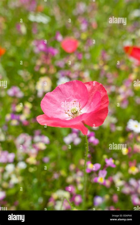 Shirley Poppy Papaver Rhoeas Stock Photo Alamy