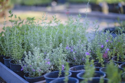 Azure Blue Sage Salvia Azurea Midwest Propagation Nursery