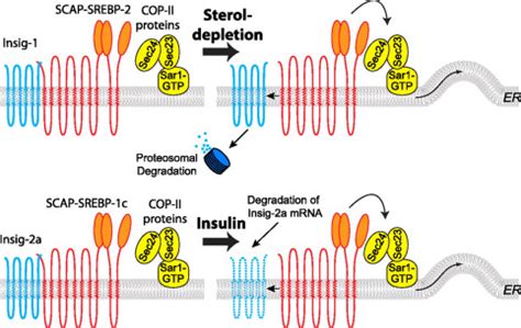 Insulin Enhances The Biogenesis Of Nuclear Sterol Regulatory Element