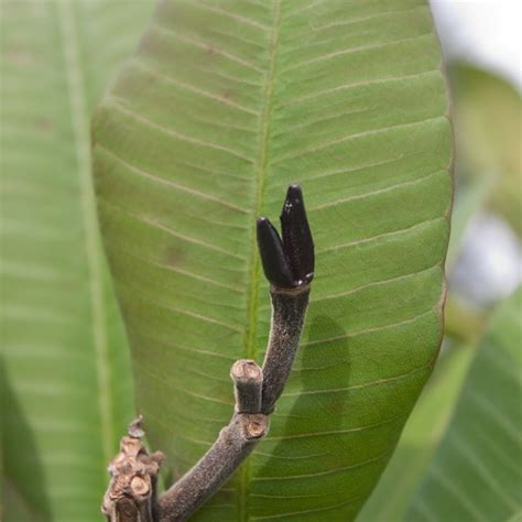 Plumeria Seed Pods Grow