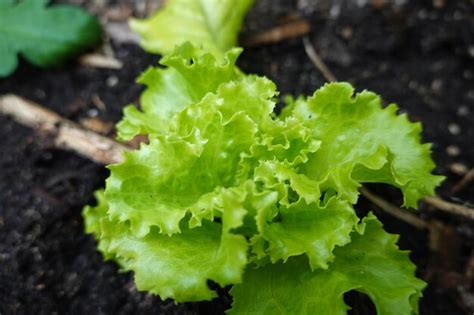 Premium Photo | Growing lettuce in the backyard garden lettuce ...