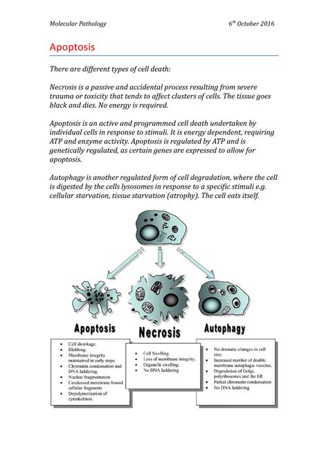 Molecular Pathology Apoptosis Molecular Pathology Th October